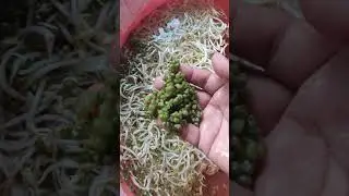 Cara Mudah Asingkan Kulit Taugeh Segar / Hasil Tuaian Taugeh / Taugeh Kacang Hijau