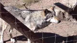Colorado Wolf and Wildlife Center