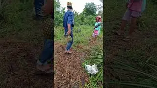 panen nanas