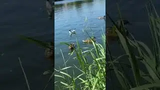 Лето . Жара . Утки и чайки .