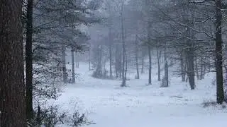 WINTER SNOWFALL VIDEO - WINTER SNOW BLIZZARD for deep Sleep