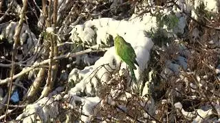 Perruche à collier sous la neige