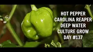 Homemade Hydroponics System | Deep Water Culture | Carolina Reaper Grow #6 | Hot Peppers | LED Grow