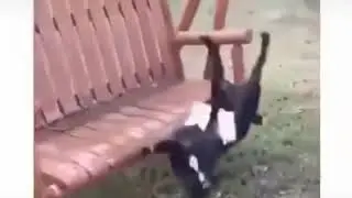 провал животных