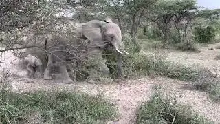 Elephant Parade: Southern Serengeti