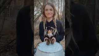 Man-horse has a drum-off with a goat