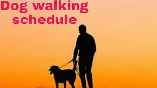 What is the schedule of dog walking?? ||Mr.pablo || doberman mix breed || dog vlog ||
