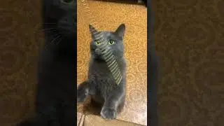 Котик танцует Pedro #котики #енотик #pedro