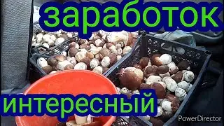 Интересный заработок. Дары леса.