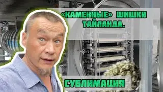 Почему в Бангкоке, плотные шишки? О сублимированной сушке и встречах в Тайланде