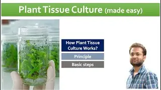 Plant tissue culture. How it works, steps involved.