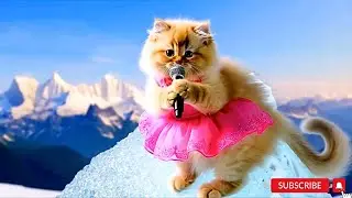 Amazing cuty singers and dancers kittens