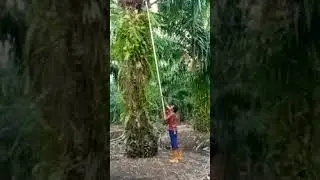 Goyang ala pemanen sawit 🤣#vidioshort #panen