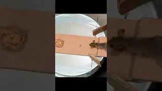 Best Mouse/Rat Trap Bucket DIY  