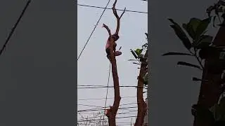 how to cut mango tree #natural #village #shortvideo #treeoflife