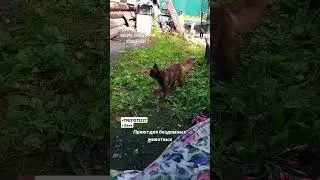 #приют #добро #спасение #помощь #любовь