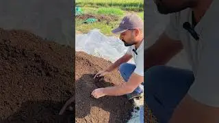 Best Quality Vermicompost #vermicompost #organicfarming #agriculture