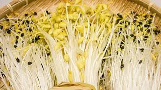 Giant Bean Sprout farming & harvesting-agriculture technology
