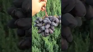 Черный кристалл (прививка этого года)
