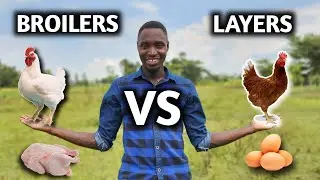 Layers vs Broilers | Which is More Profitable?