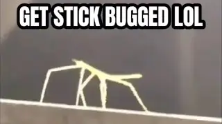 get stick bugged lol