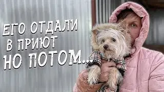 Спасение животных/ Филя очень сильно любил хозяина