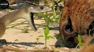 This lion messed with the wrong snake!