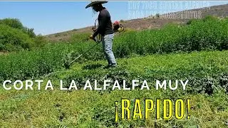 CORTANDO ALFALFA CON DESBROZADORA HONDA