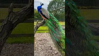 Peacock strut 🦚#peacock #uk #england🇬🇧 #indianpeacock #exploreuk #jibiseye #malayalam