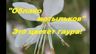 Посадите гауру и наслаждайтесь её необычным цветением!