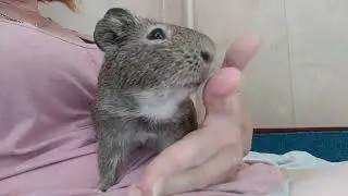 cavia's love ♥️#guineapig #морская_свинка #cavia #мурчак