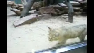 Berlin Zoo   Sand Cat