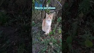 Никто не обнял #котикисмешные #cat #коти #жизнь #юмор #кіт #cuteanimal #котики #объятия #обнимашки