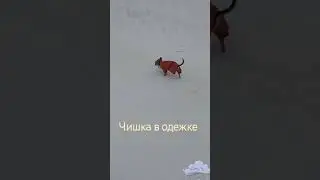 зимний выгул чишки