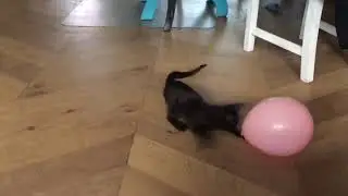 Kitten playing with a Balloon, Jinx the Phantom attacks.