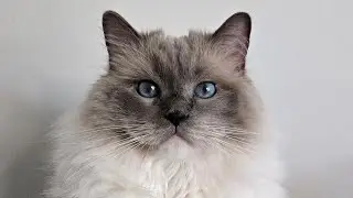 Yoshi's Meows of the Week ep. 89