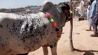 eid ul adha latest rates of palosi mandi 24 june friday 2022 #eidmubarak #mandi #2022 #qurbani