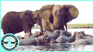 Crazy! Animals That Can Defeat Hippos🦛  Animal Attack