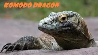 Komodo dragon in tropical river| Biawak di dalam sungai