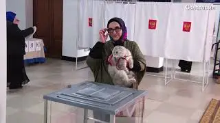Кошечка Моня,занявшая кресло председателя комиссии на УИК 0536 на выборах в основной день голосовани