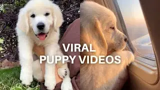 Golden Retriever Puppy's Most Viral Short Videos