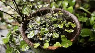 Rain Megascan  Assets  Unreal  Engine  5 UE5 with Raytracing Free November