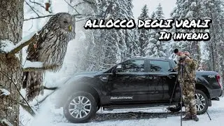 Allocco Degli Urali In Inverno - Ural Owl - Strix Uralensis