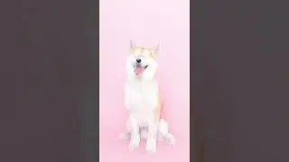 This dog has my energy 