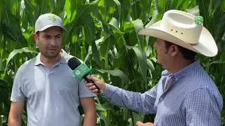 Maíz para grano 🌽