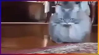 телевизор туту телевизор тутуту