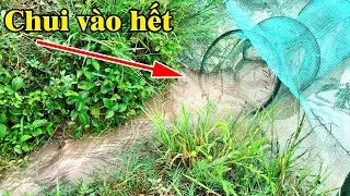 Mưa rước cá lên đồng đi lụm thấy mê | Hứng cá lên theo đường nước chảy | THÚ VUI MIỀN TÂY. Tập 543
