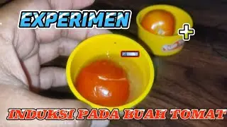 EXPERIMEN INDUKSI ENERGI MAGNETIK PADA BUAH TOMAT || HYPNOSIS