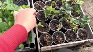 Посылка от Жанны, что с ней???