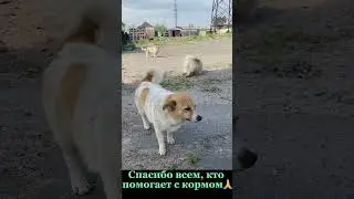 Собаки с автостоянки